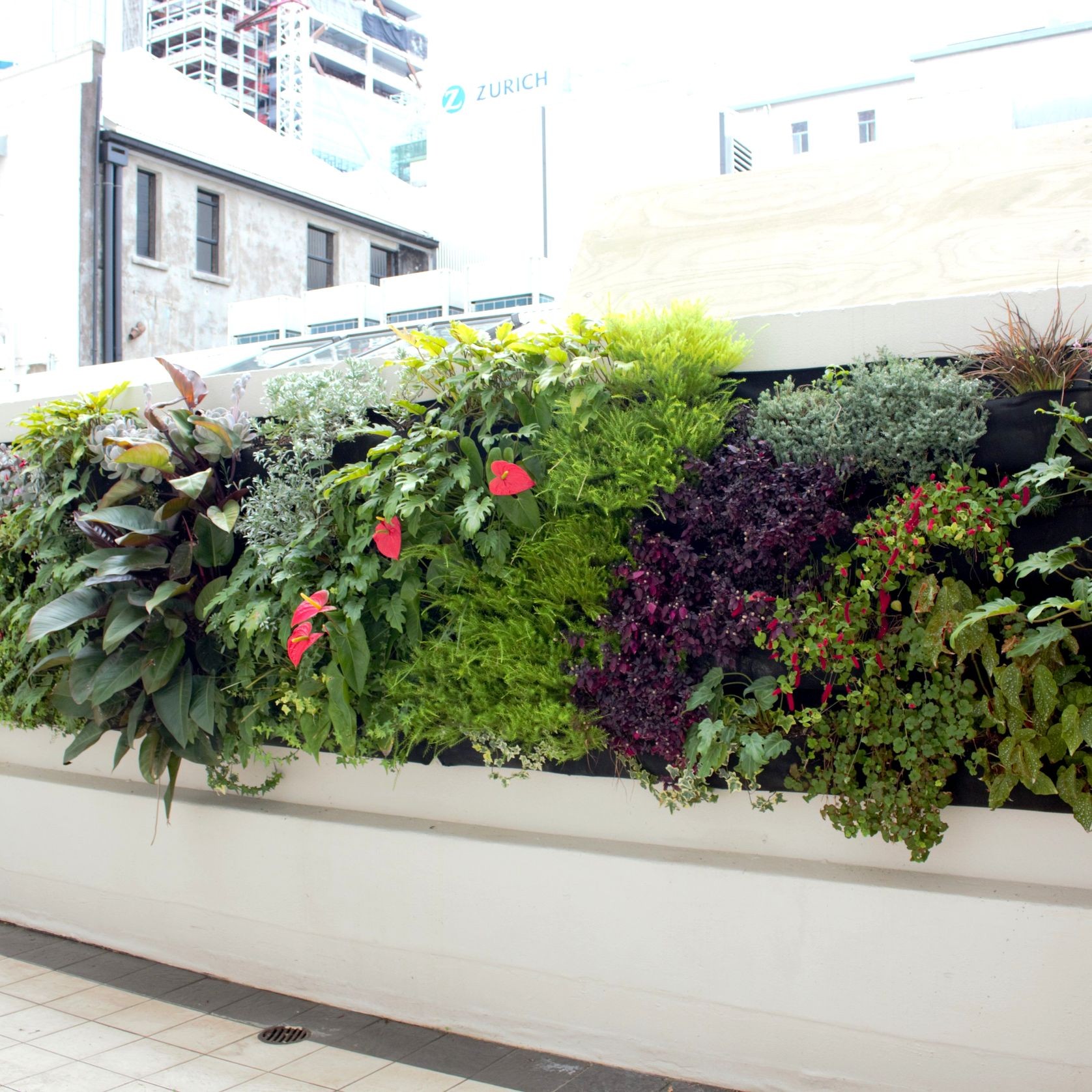 Vertical Green Walls | Hire Plants gallery detail image