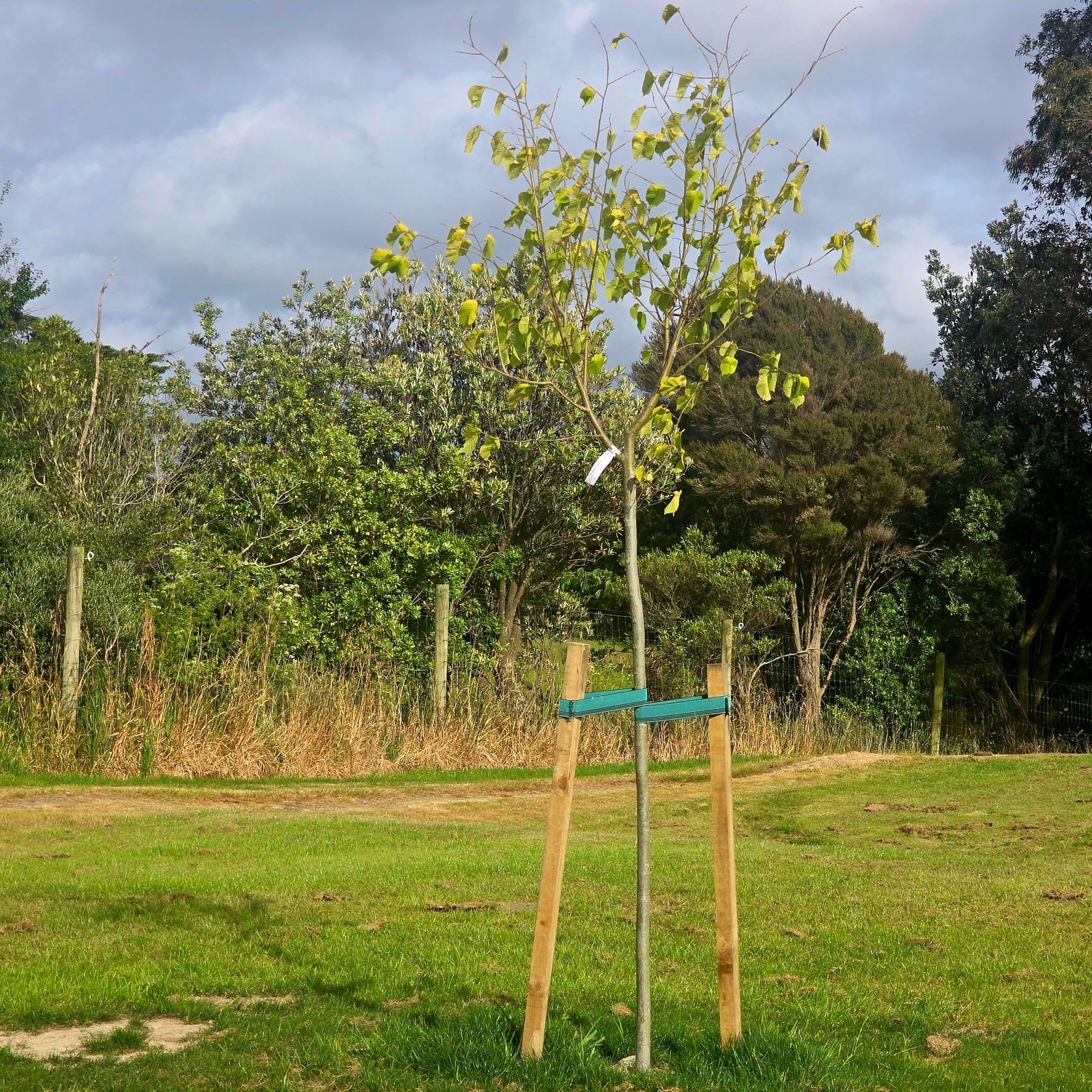 Hardwood Stakes 40mm gallery detail image