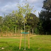 Elastic Tree Tie Webbing gallery detail image