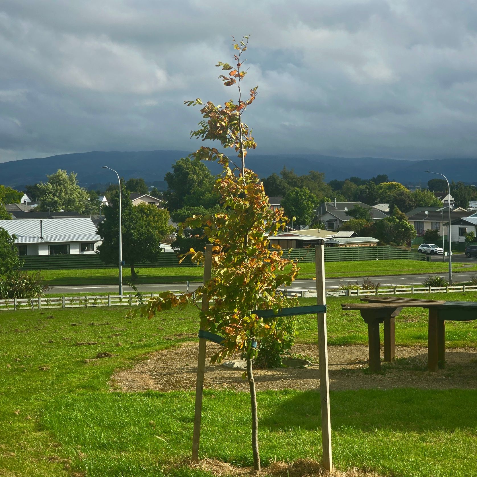 Elastic Tree Tie Webbing gallery detail image