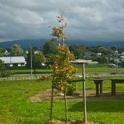 Elastic Tree Tie Webbing gallery detail image