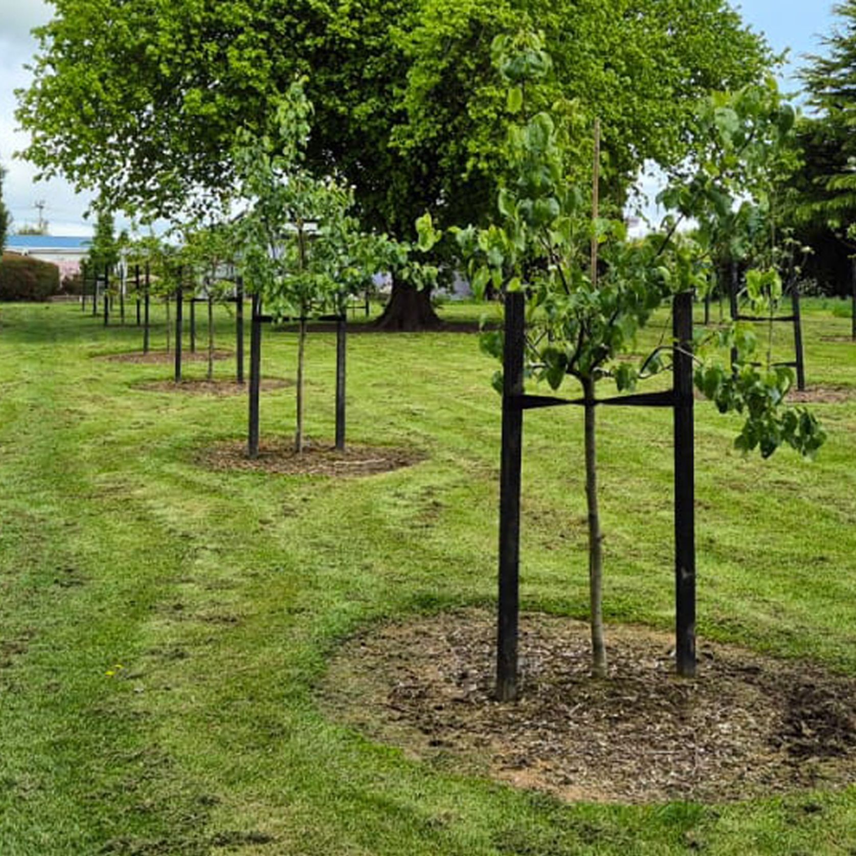 Poly Tree Tie Webbing gallery detail image