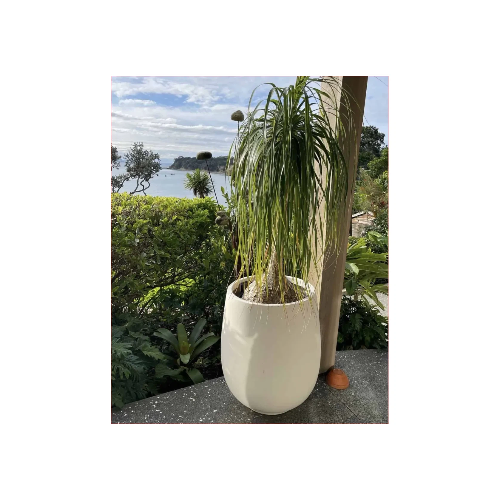 Bianca Palm Pot gallery detail image