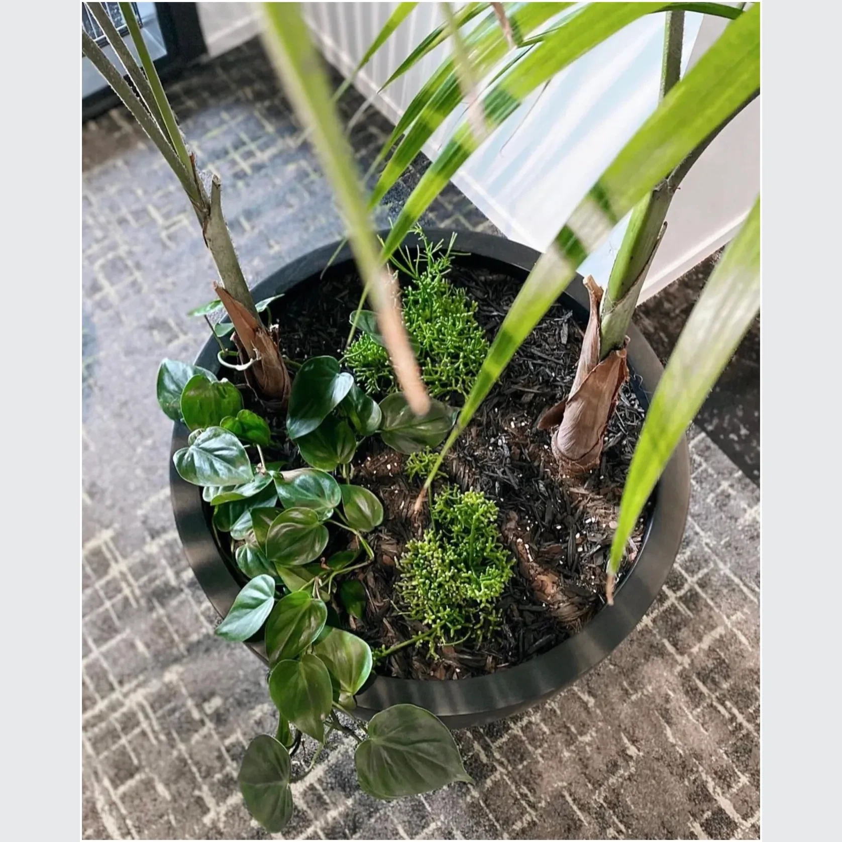 Bianca Egg Pot gallery detail image