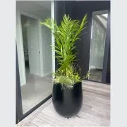 Bianca Palm Pot gallery detail image