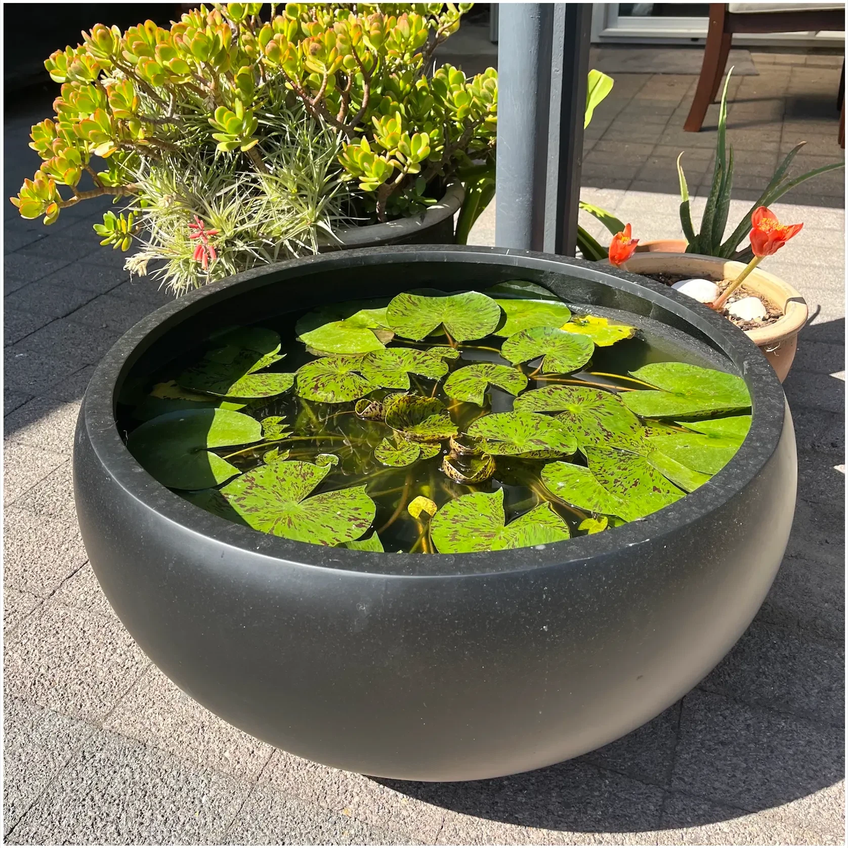 Bianca Hibachi Bowl gallery detail image