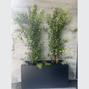 Bianca Tall Trough gallery detail image