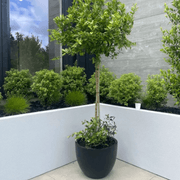 Bianca Egg Pot gallery detail image