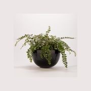 Chelmer Bowl gallery detail image