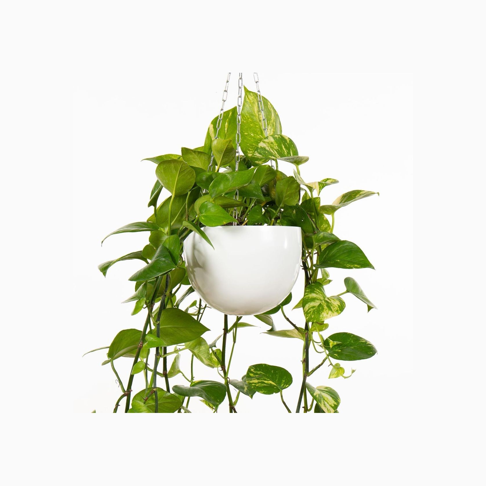 Corinda Hanger gallery detail image