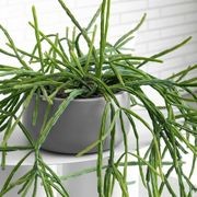 Hibernate 87 Degrees U Jar Non Hanging - Clay gallery detail image