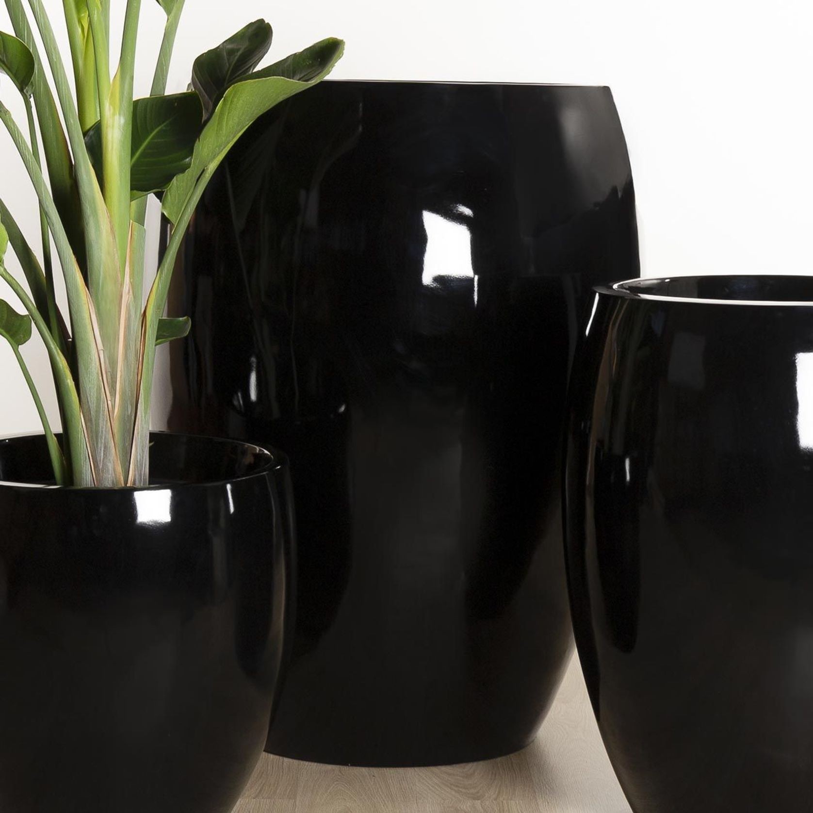 Newmarket Egg gallery detail image