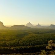 Australian Araucaria - Premium Timber Species gallery detail image