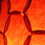 Nectar Lights gallery detail image