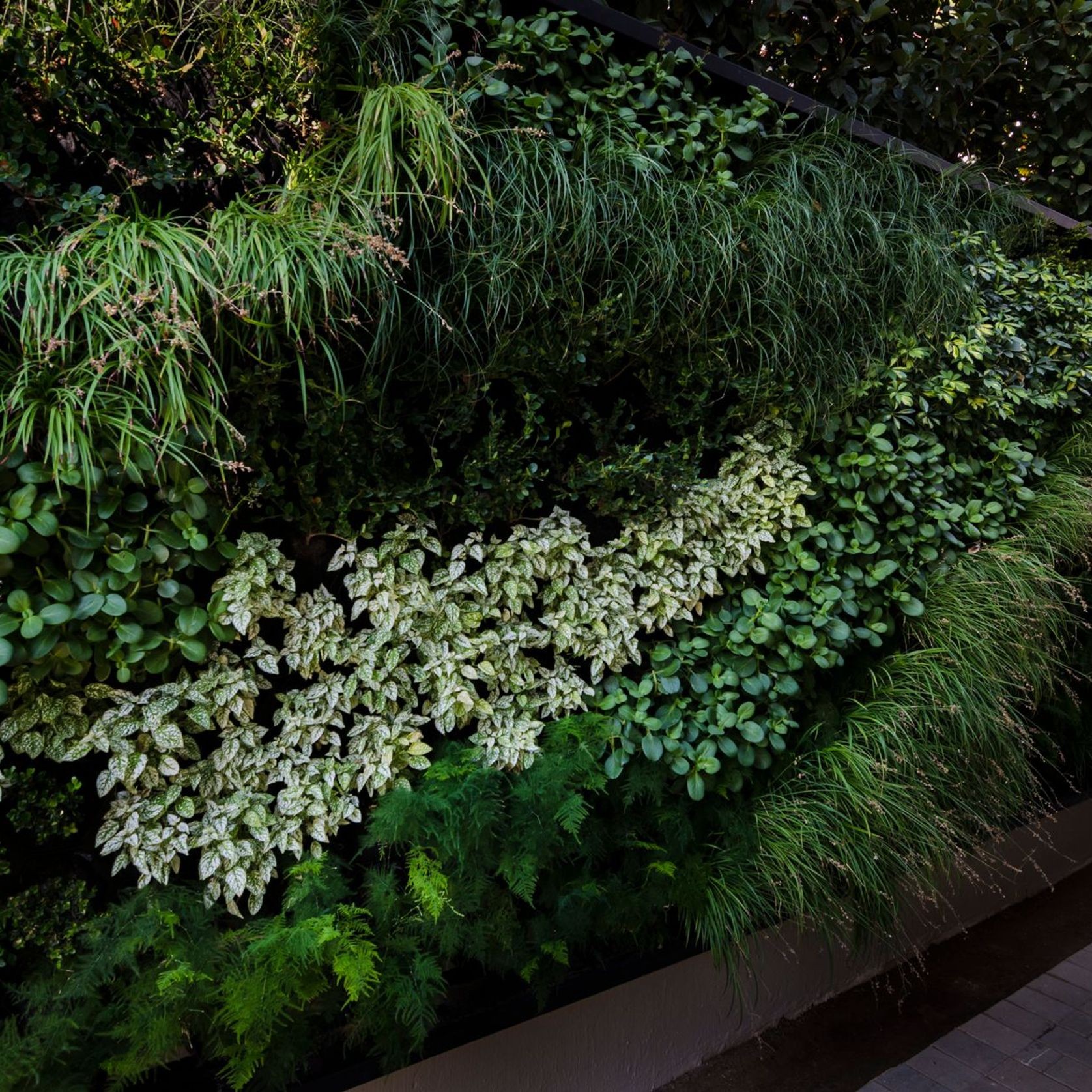 Bespoke Living Wall Solutions | Residential gallery detail image