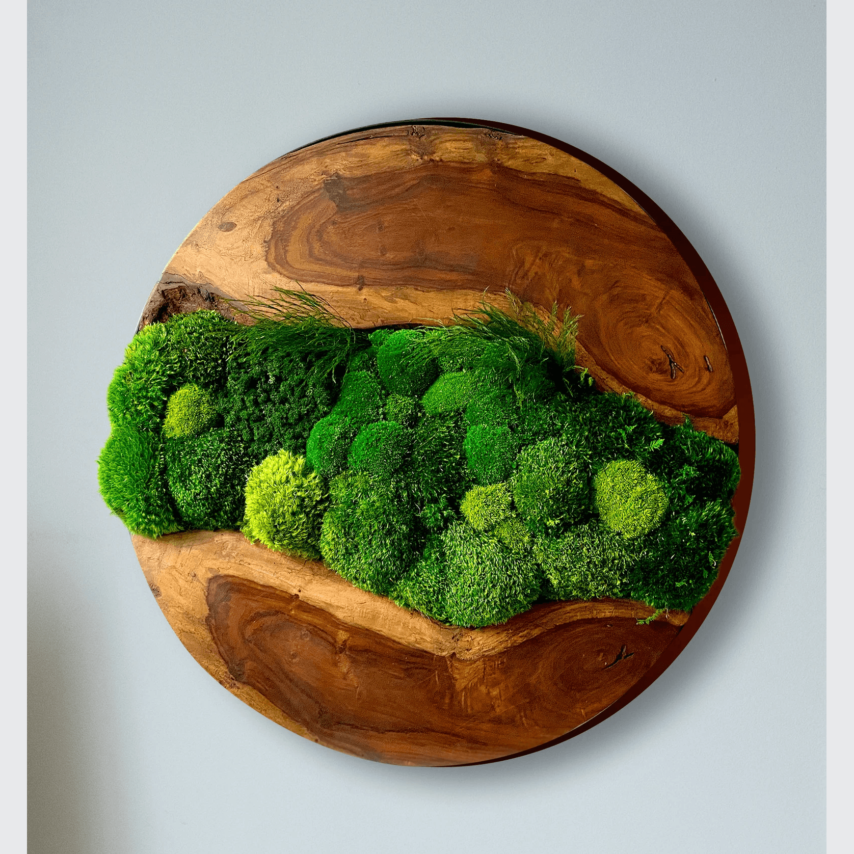 Round Moss Wall Art - Live Edge Wood gallery detail image
