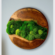 Round Moss Wall Art - Live Edge Wood gallery detail image
