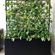 McGreals Indoor Plant Walls gallery detail image