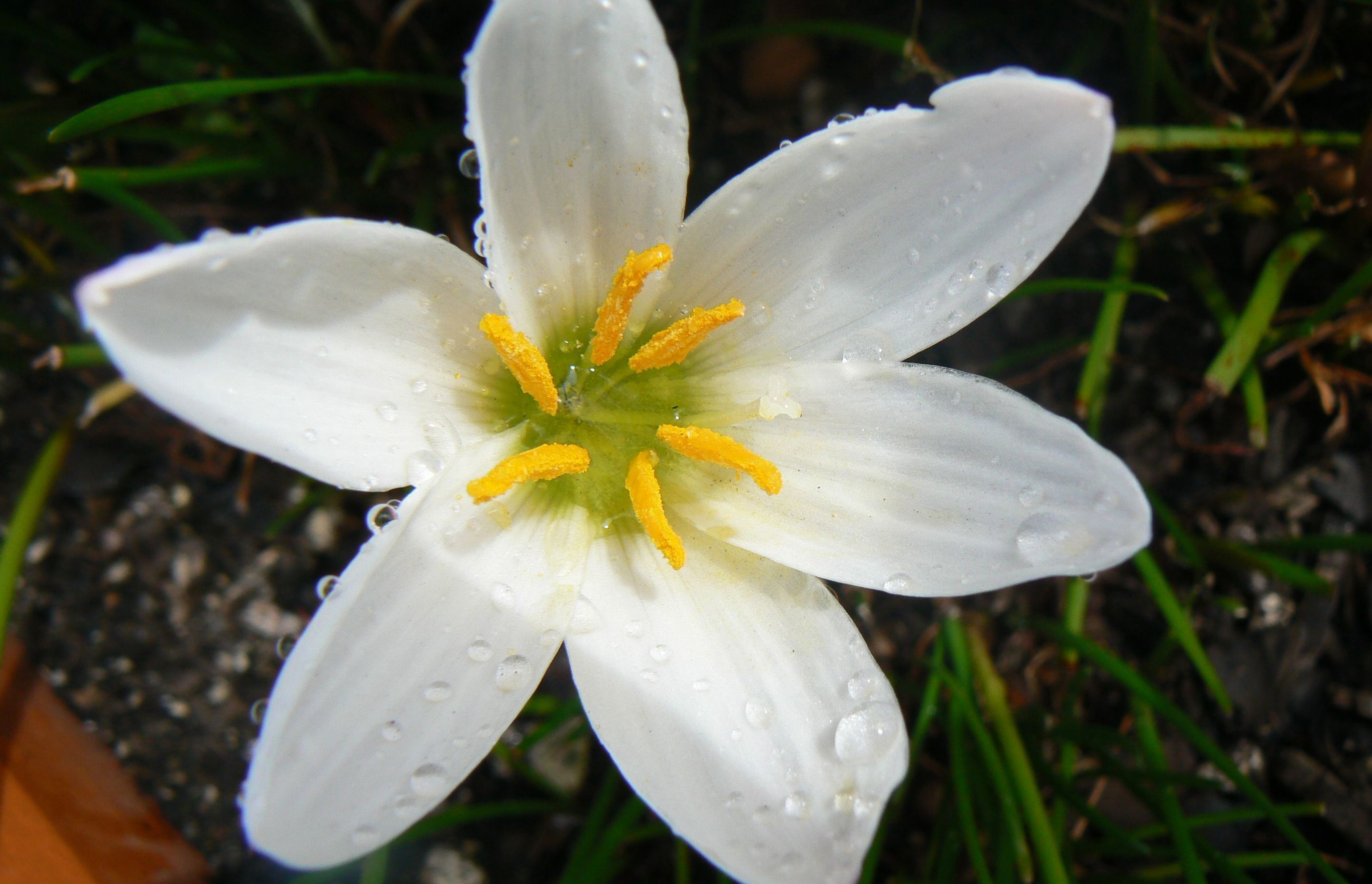 21 of the best shadeloving plants for Australian gardens ArchiPro AU