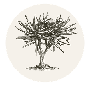 Ben Kaye Garden Design company logo