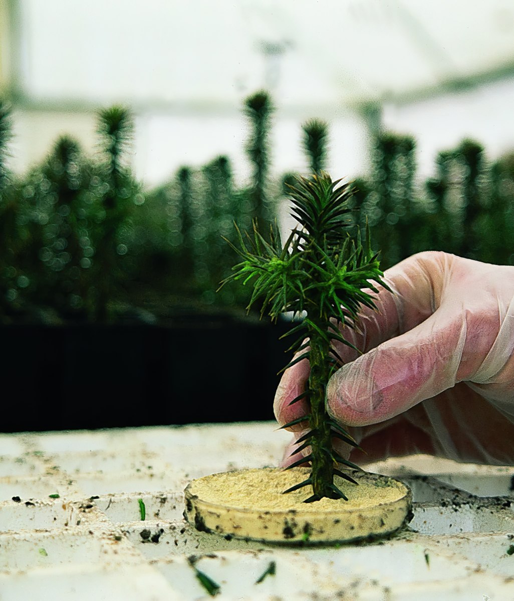 Trust and Transparency: The Growing Importance of Verified Timber Sourcing