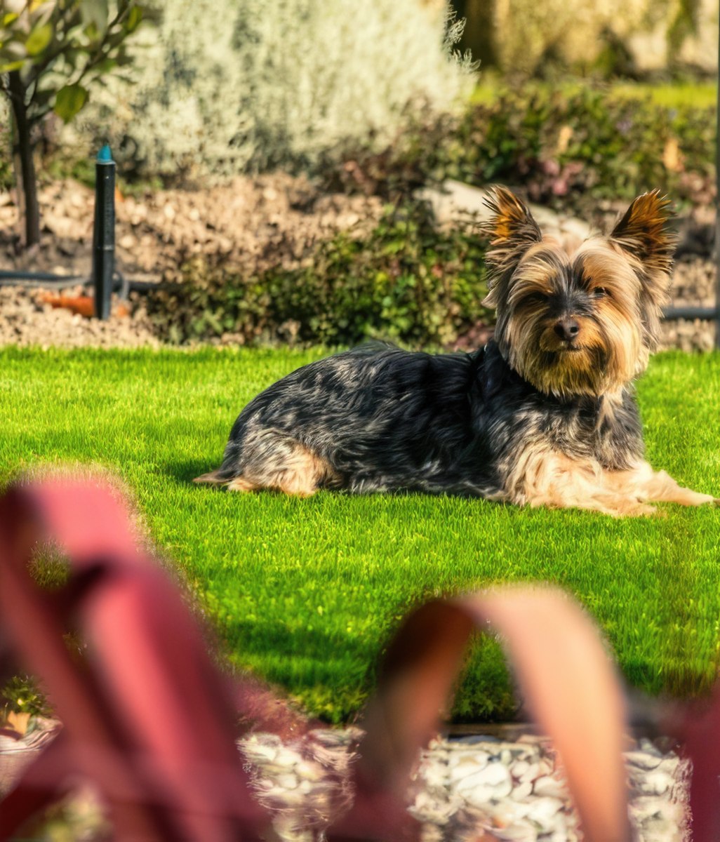 Elevate Your Outdoor Space with SmartGrass for Dogs