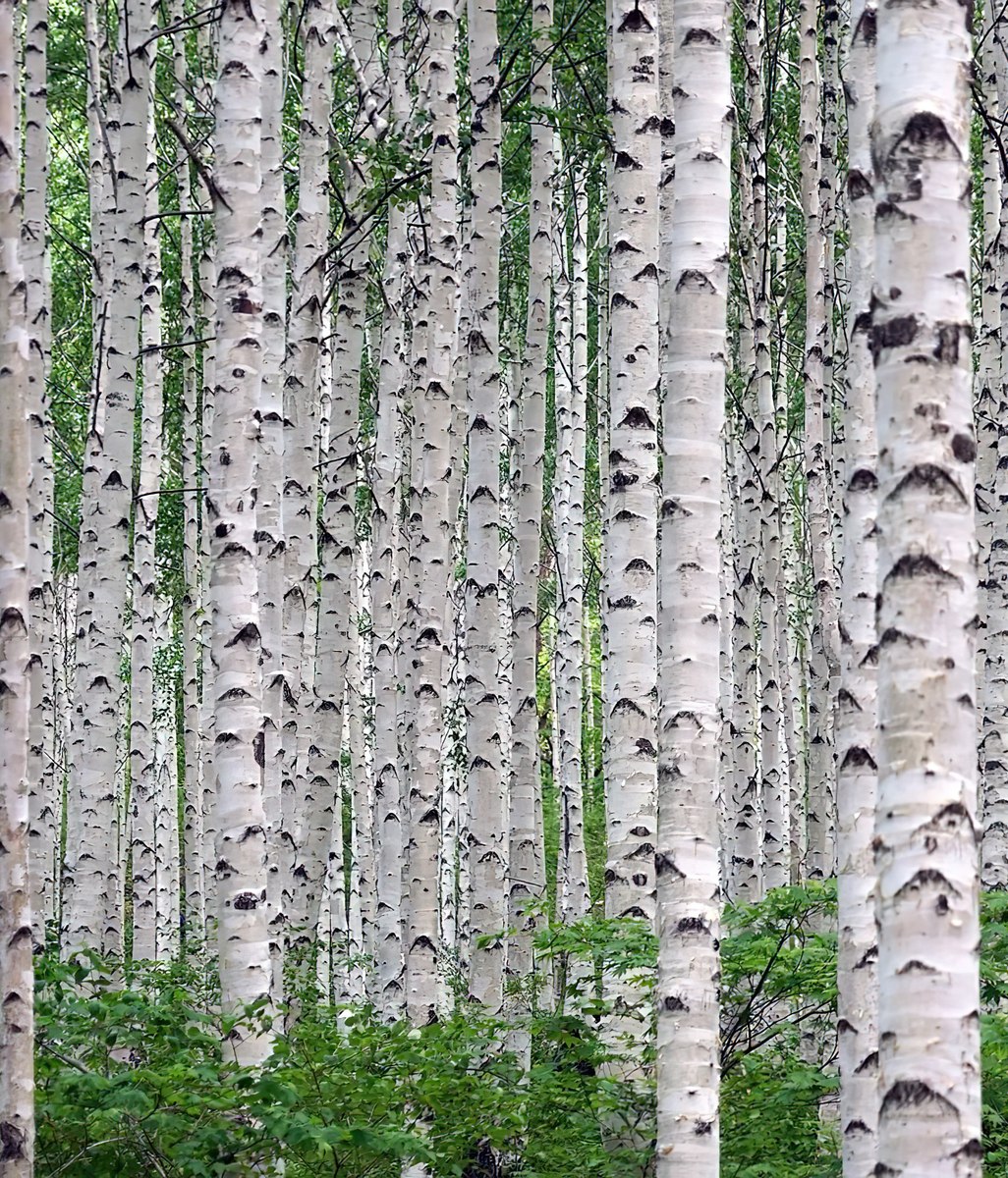 Birch Plywood, a Risky Proposition?