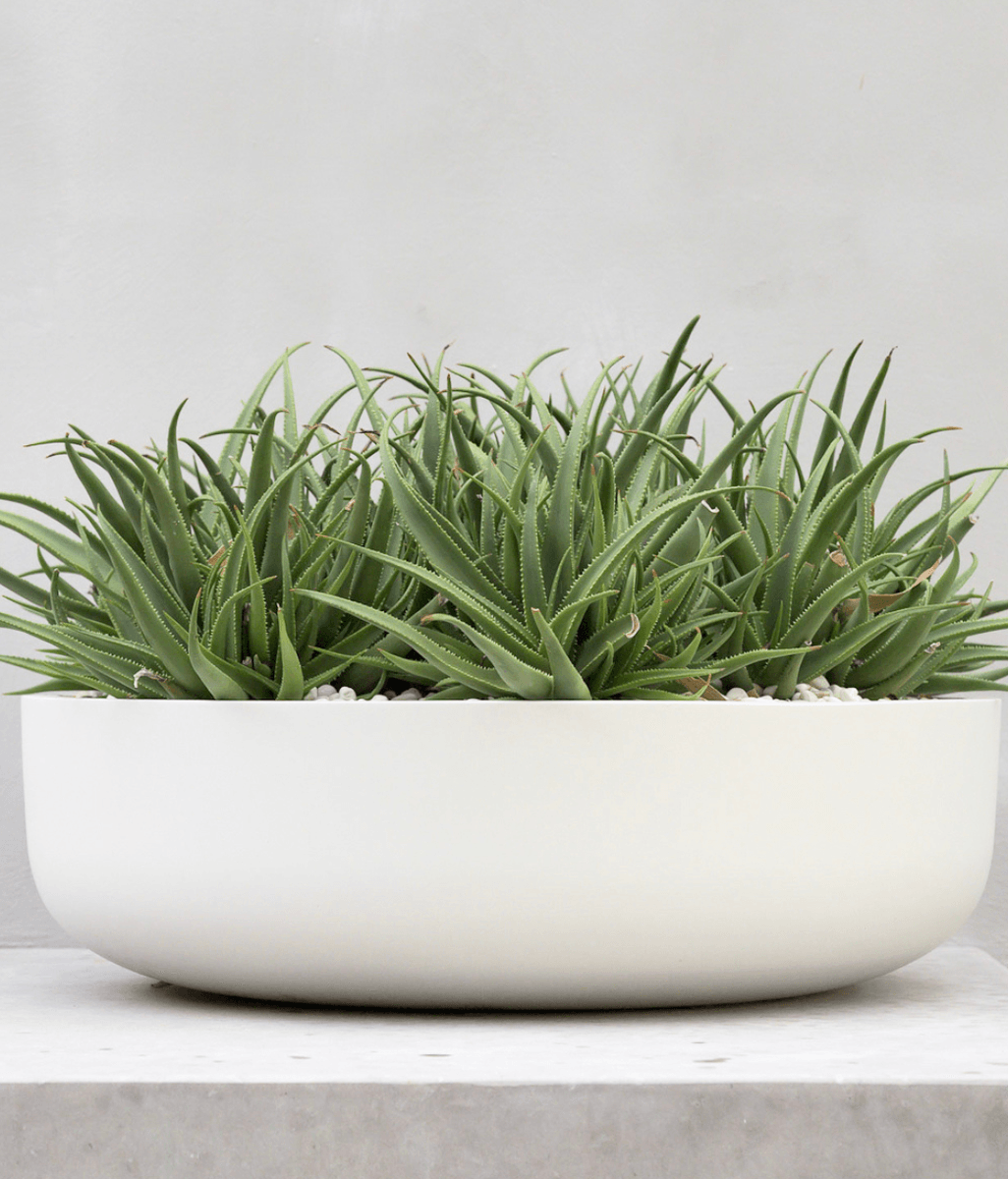 A Guide to Happy Pot Plants