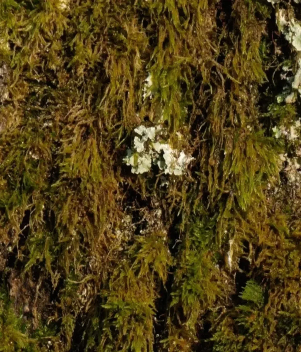 Oak is a living material | Characteristics of oak