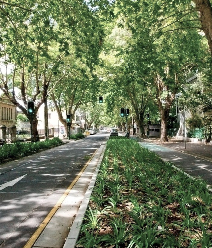 Tree Canopy