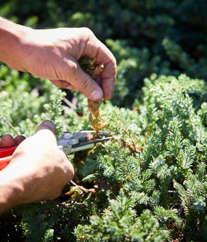 How to care for your garden in summer