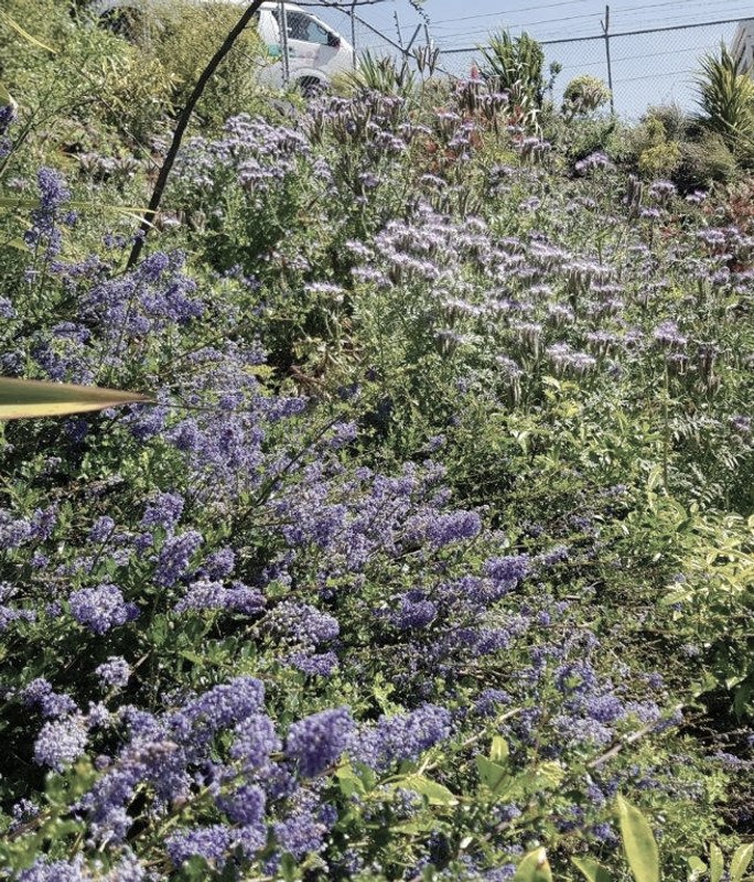 From industrial wasteland to a bio-diverse garden