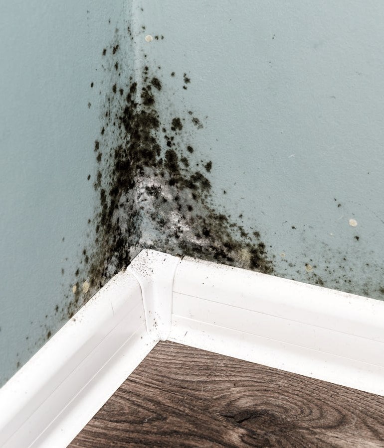 Mould - where does it come from & how can we prevent it?