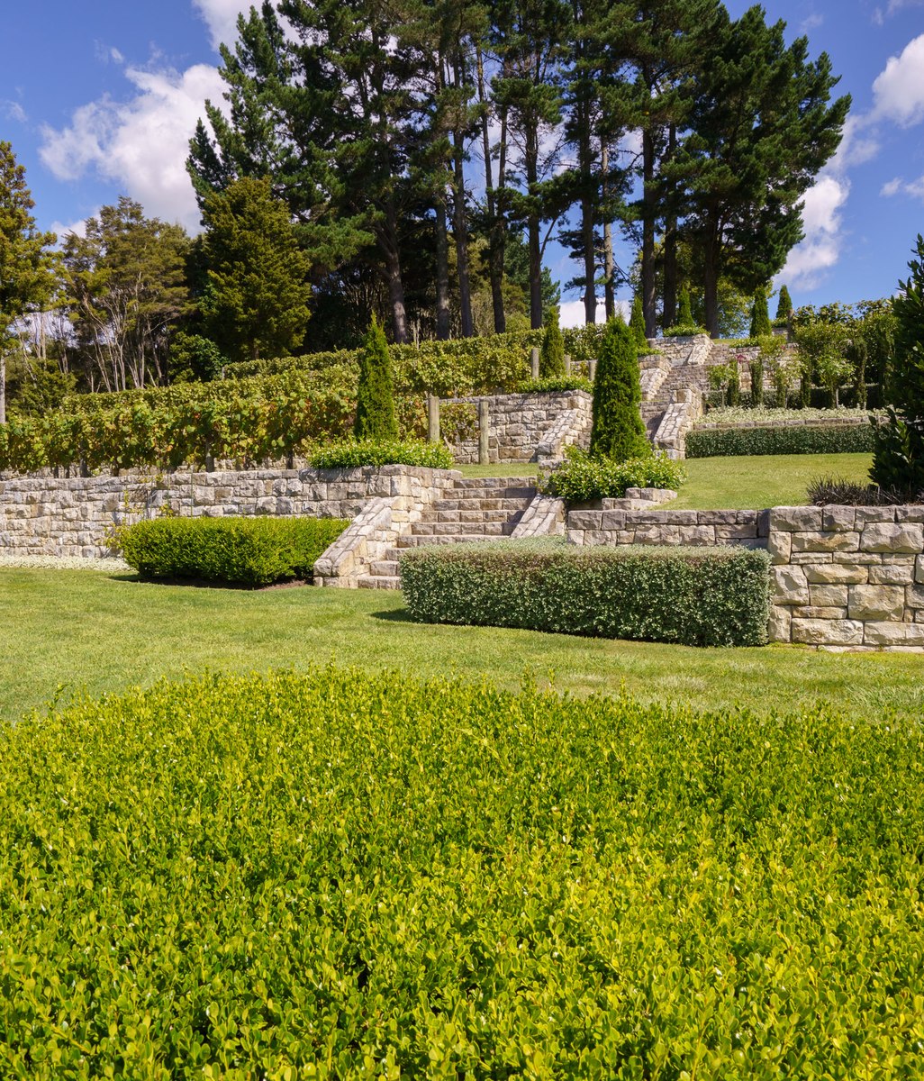 A vineyard with a Mediterranean vibe