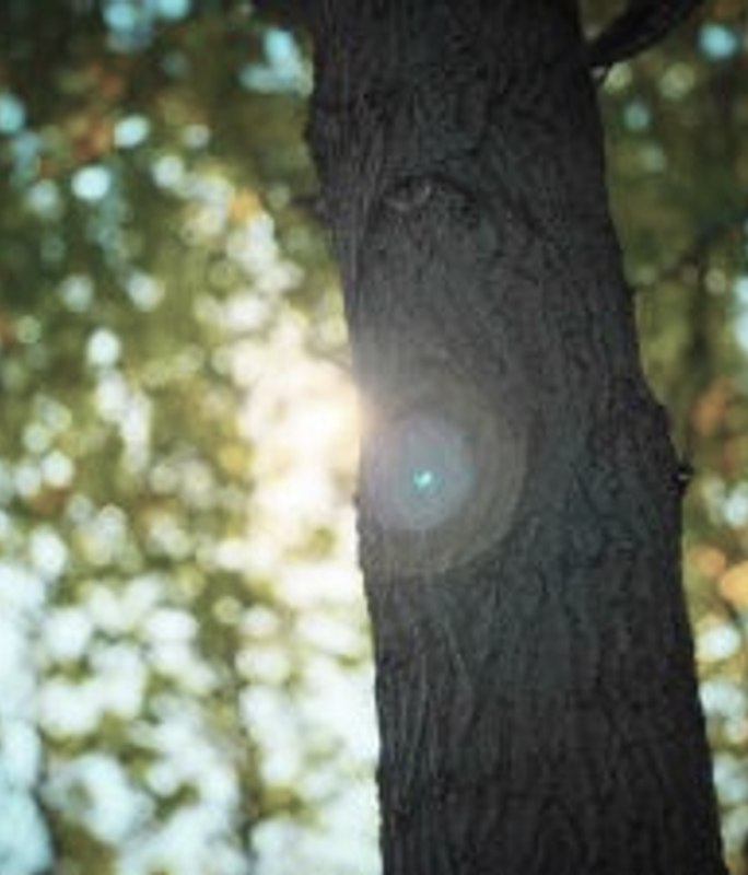 Responsible Wood recognised as the leader in growth of PEFC-certified forests globally