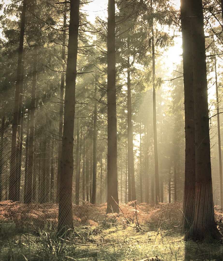 Eco Labels and Reclaimed Wood: The Different Faces of the Sustainable Timber Flooring Industry