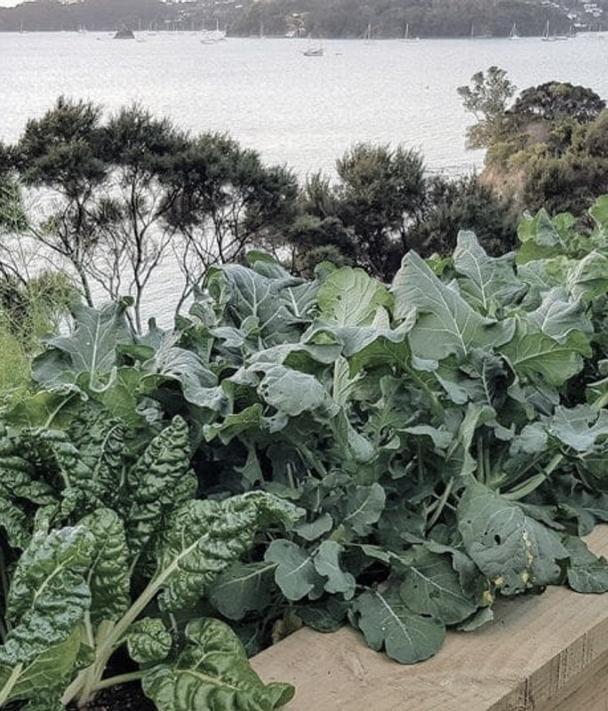 Weekend Series – Build a Simple Raised Garden Bed