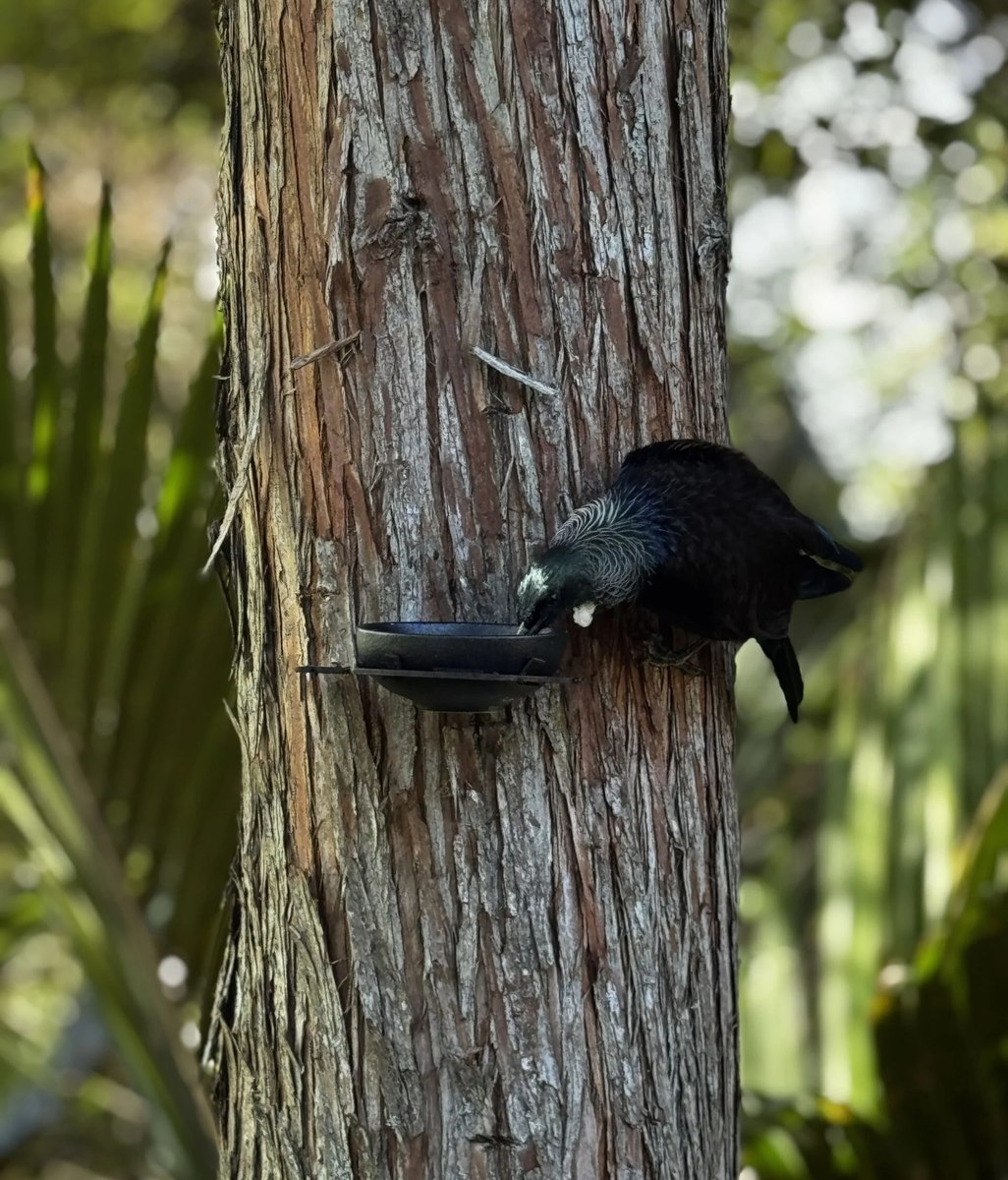 Bird-Friendly Trees That Bring the Garden to Life: Our Favourite Picks for Birdsong