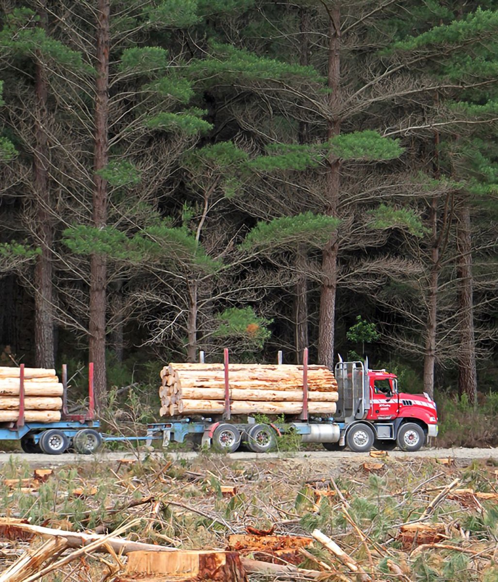 Juken New Zealand Forests: FSC® Certification Split Enhances Transparency and Management