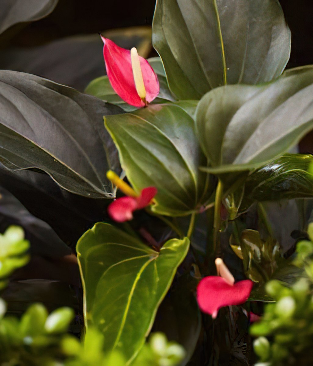 Creating beautiful shade gardens