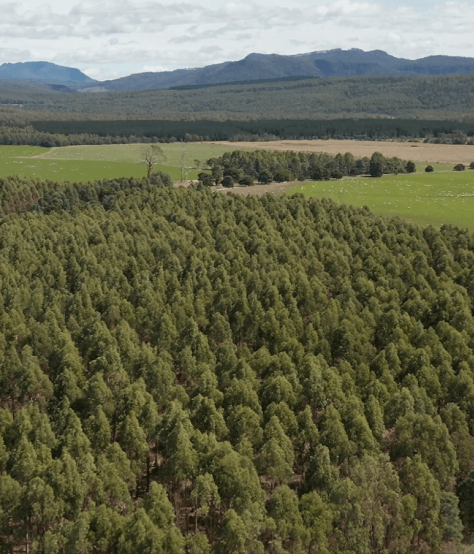 How PEFC certification strengthens ESG reporting for Australian timber