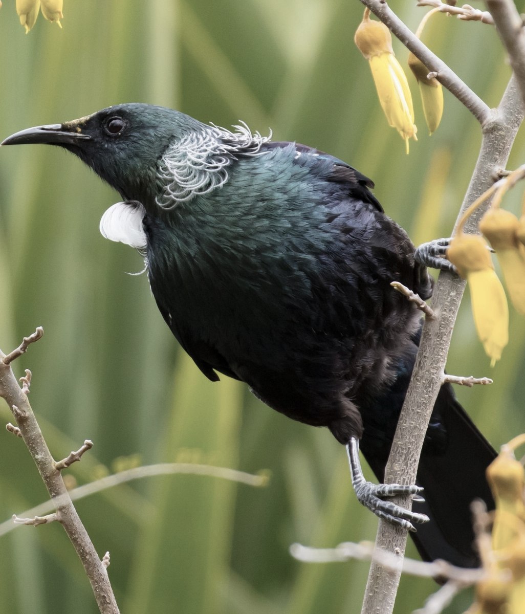 Designing a Distinctly New Zealand Garden: Your Ultimate Guide to NZ Native Gardens