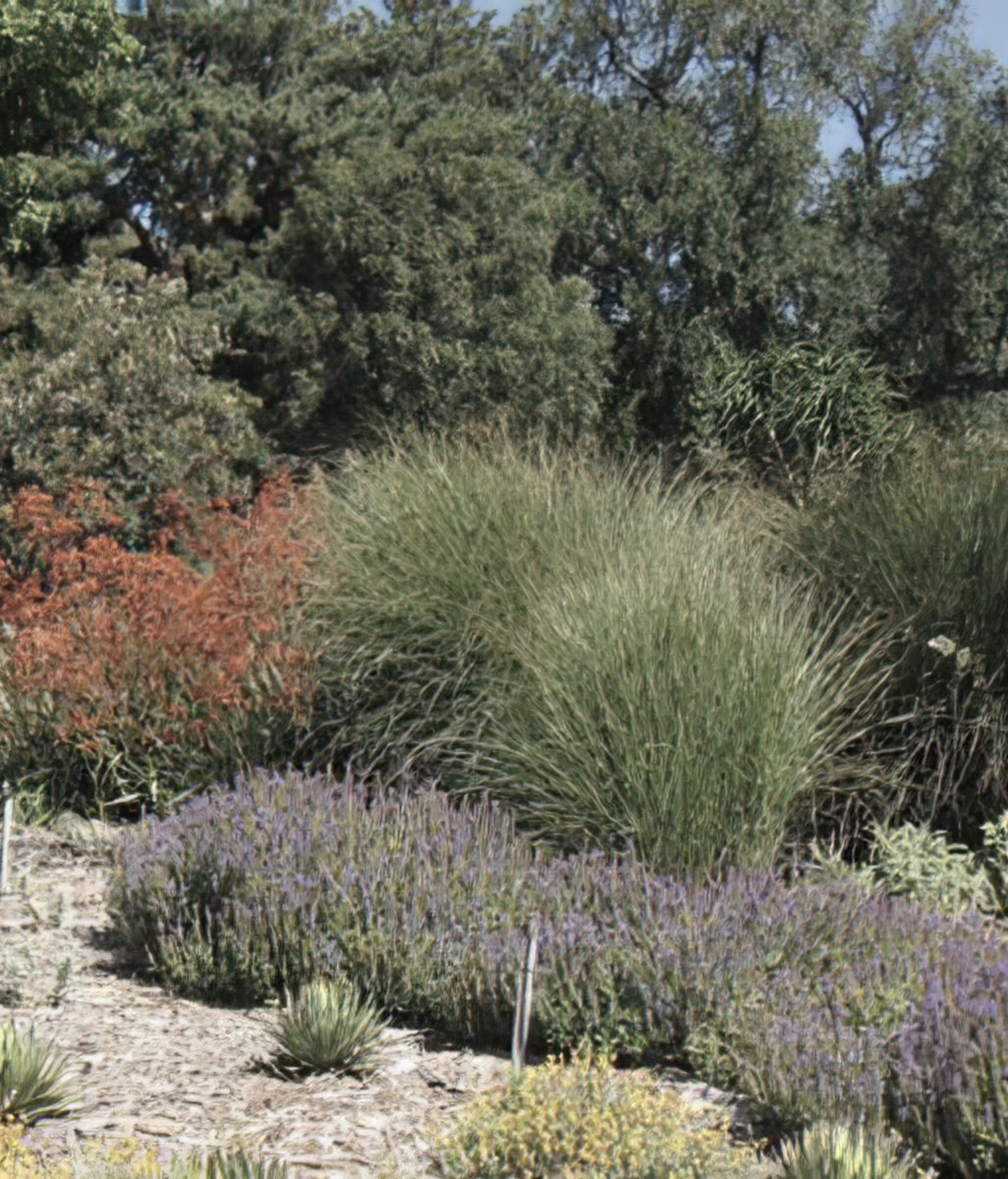 Low Water Garden Design