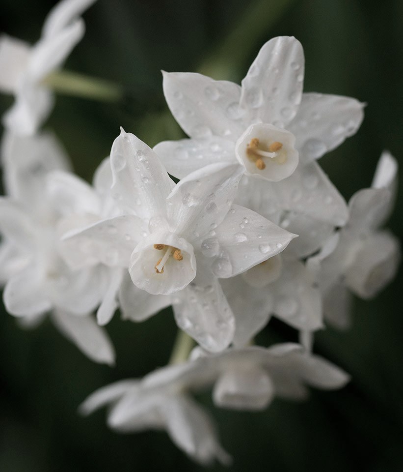 Wet, Wet, Wet: How to manage soaked Sydney gardens during La Nina’s rainy season
