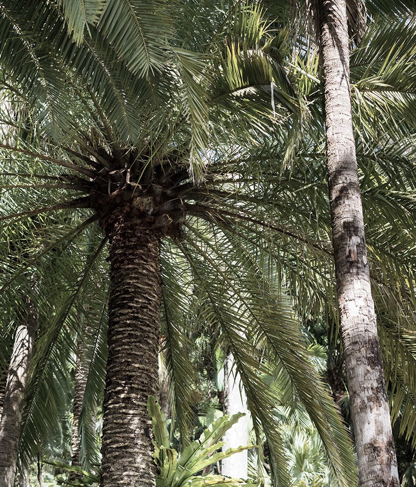 Why it’s time to stop throwing shade at trees