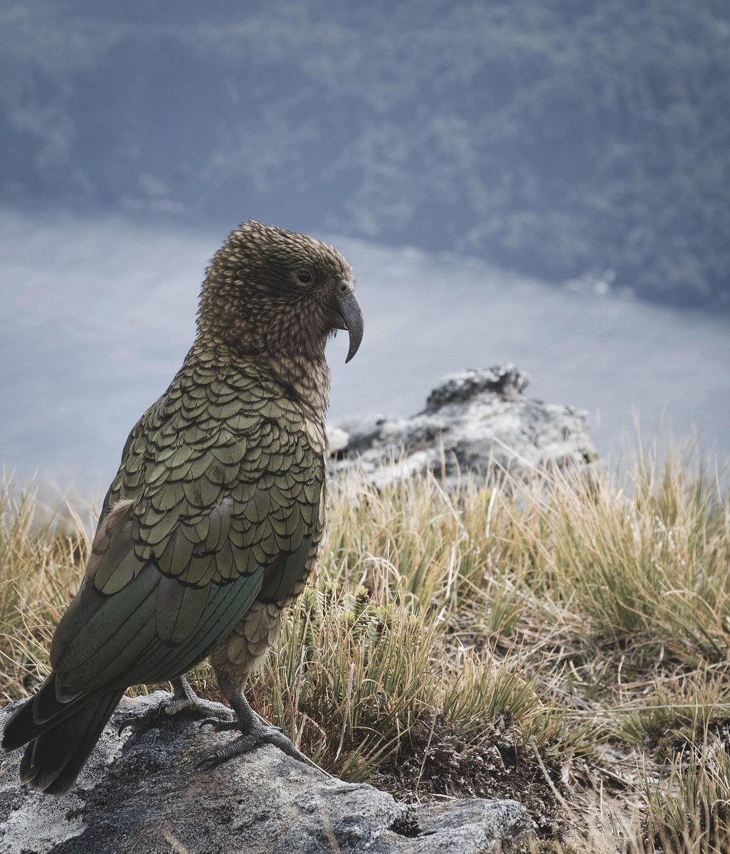 The roofing company supporting the removal of lead roofing in aid of the endangered kea