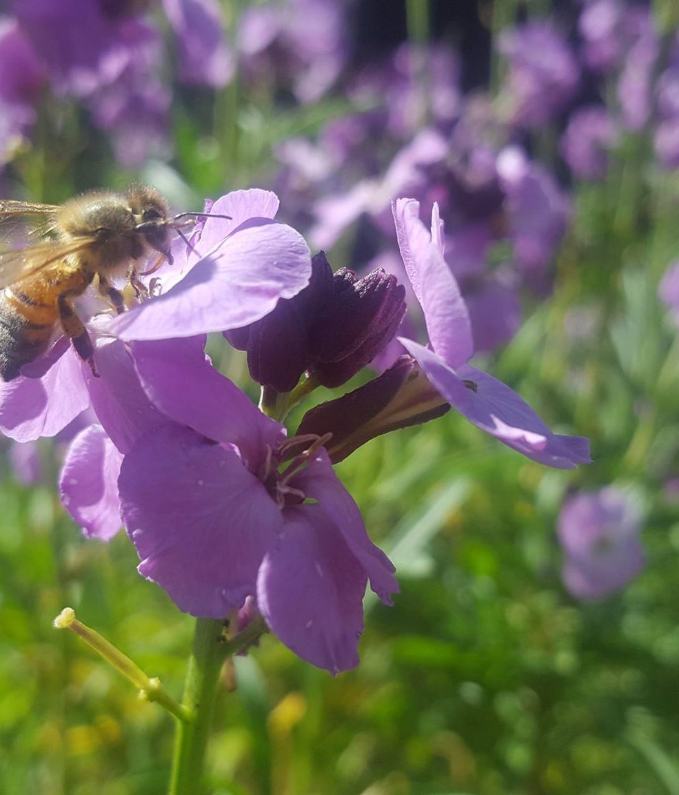 Embracing Biodiversity in Urban Landscapes