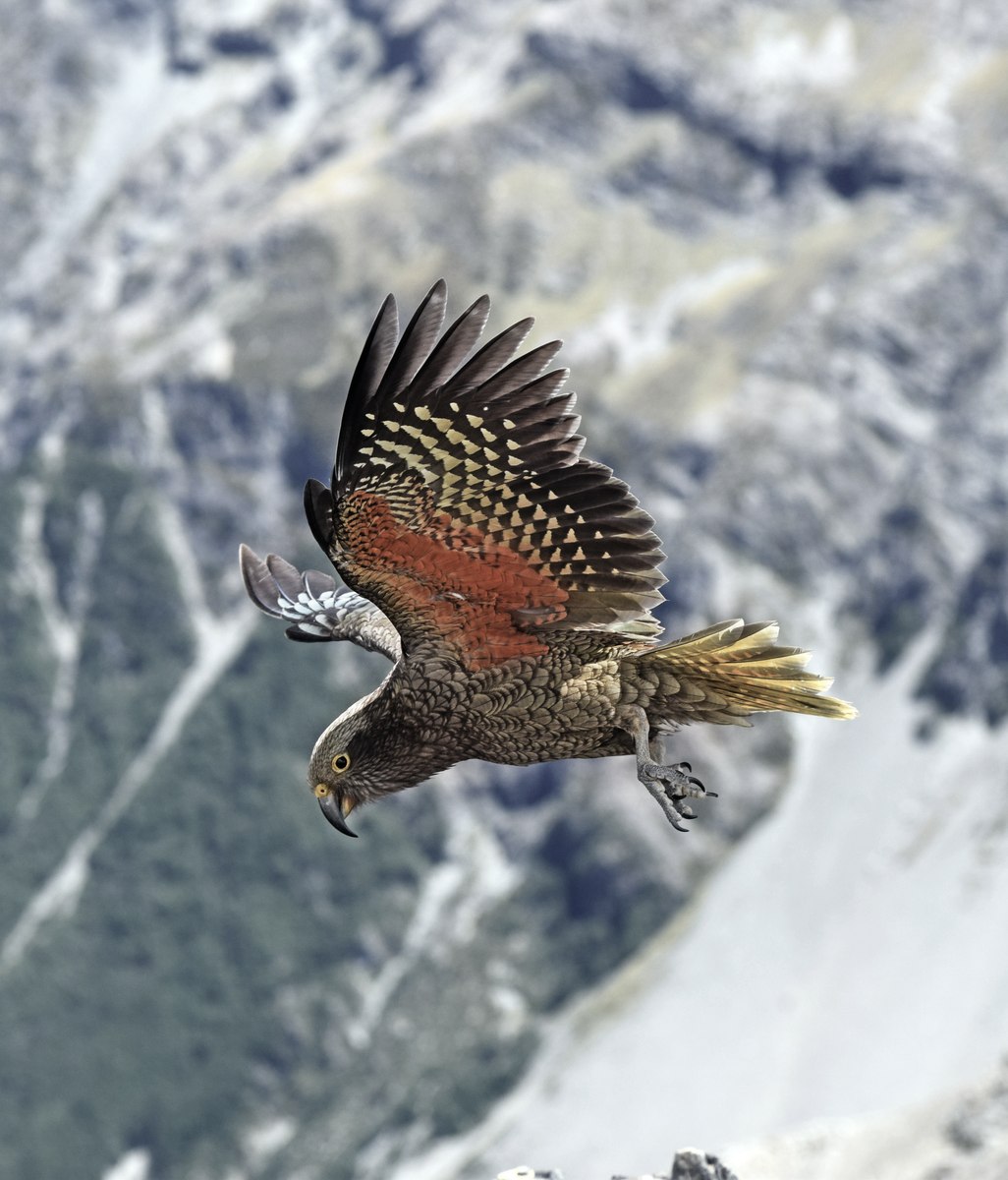 How a roofing company is helping in the kea conservation effort