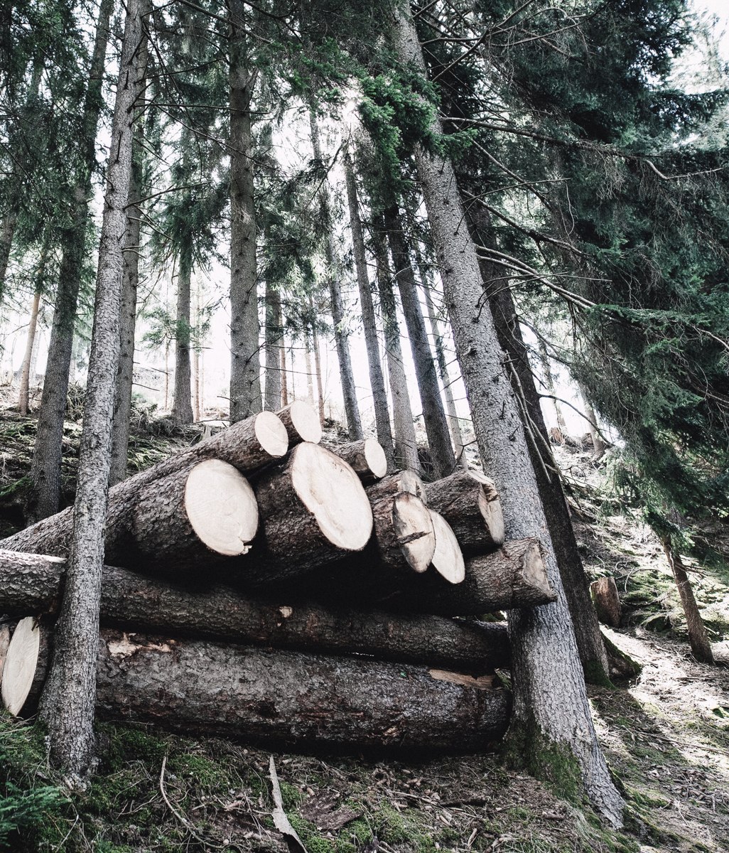 Timber vs Steel