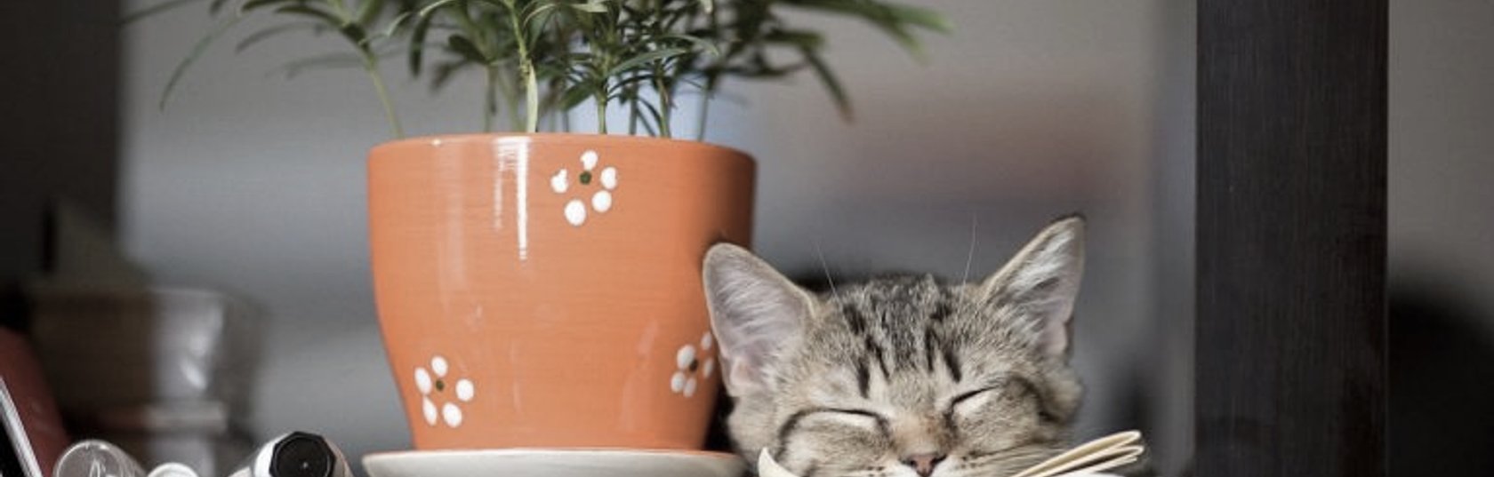 Pet Friendly Plants For Your Home